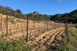 Terreno Agricolo a Monti