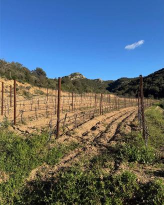 Terreno Agricolo a Monti