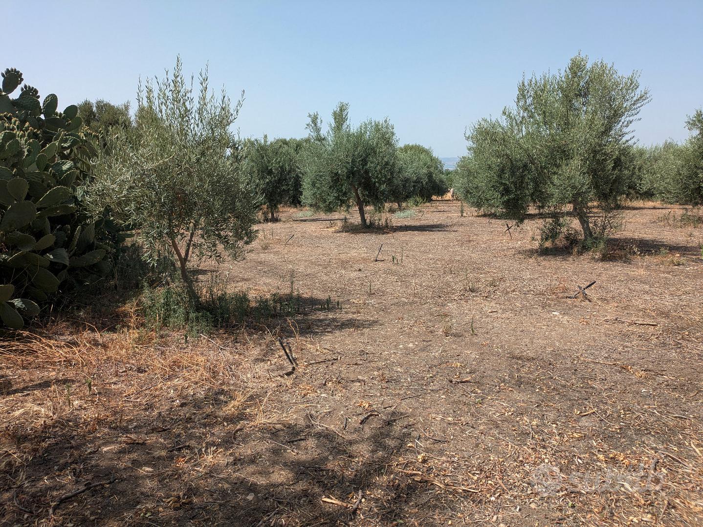 Terreno agricolo mq 7500 Belpasso rif 05 - Vista 3