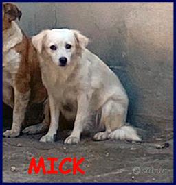 MICK 3 anni tg medio piccola buonissim aspetta in
