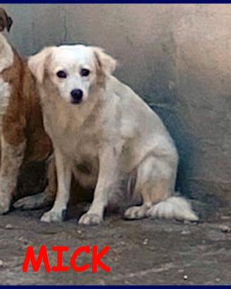 MICK 3 anni tg medio piccola buonissim aspetta in