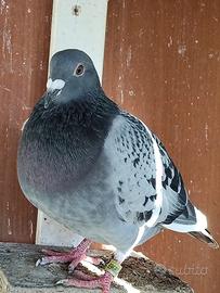 Colombi viaggiatori vari colori