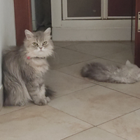 Cucciola persiana pura chinchilla