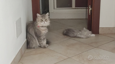 Cucciola persiana pura chinchilla