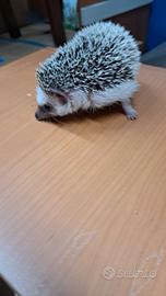 riccio africano albiventrix 