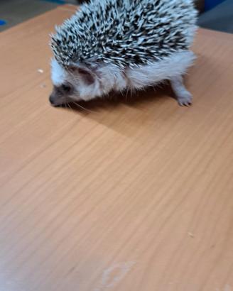 riccio africano albiventrix 
