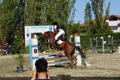 Cavalla PSI da salto - 9 anni