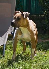 Pitbull ukc