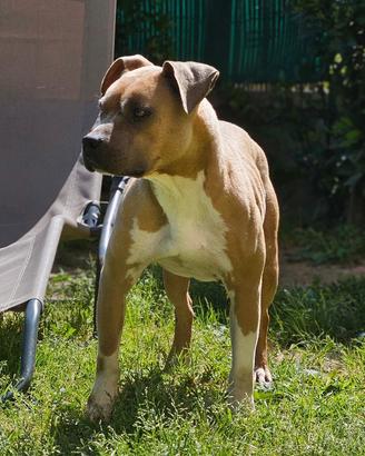 Pitbull ukc