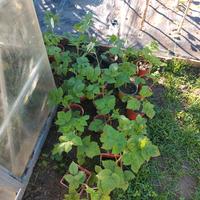 Piantine Lamponi rossi 