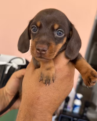 Bassotti nani marroni focati / mini dachshunds