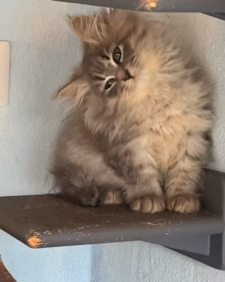 gattine siberiane cucciole ANFI