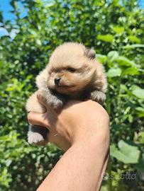 Volpino di Pomerania muniti di pedigree ENCI,