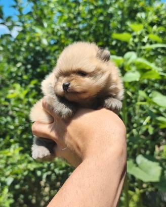 Volpino di Pomerania muniti di pedigree ENCI,