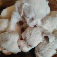Cuccioli maltese