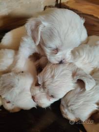 Cuccioli maltese