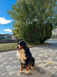 Bovaro del bernese con pedigree per monta