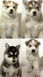 Cucciolo di Siberian Husky