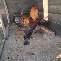 Disponibile uova e galine brahma gigante