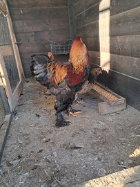 Disponibile uova e galine brahma gigante
