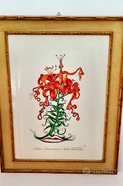 Quadro “Lilium Aurancacium et labra barocantia”