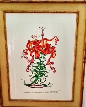 Quadro “Lilium Aurancacium et labra barocantia”