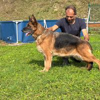 Pastore tedesco femmina