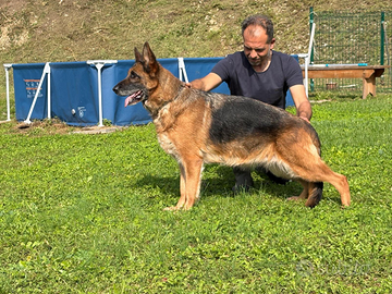 Pastore tedesco femmina