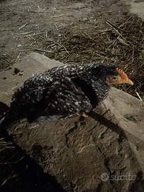 Pulcinotto di 5 mesi Amrock