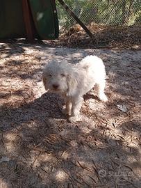 lagotto
