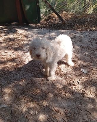 lagotto