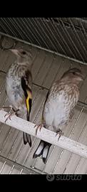 cardellino 