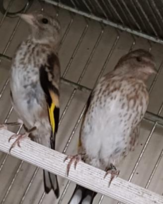 cardellino 