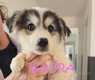 ISAURA cucciola dolce tagliaL