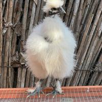 Pulcino Showgirl di Moroseta