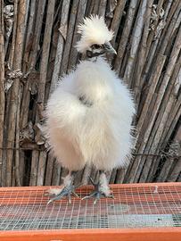 Pulcino Showgirl di Moroseta