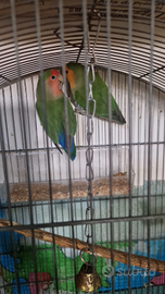 Inseparabili