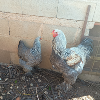 Galline brahma