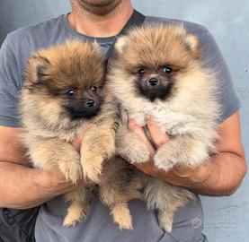 Volpino di Pomerania pedigree enci