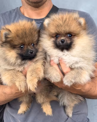 Volpino di Pomerania pedigree enci