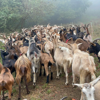 Capre e capretti di razza roccaverano