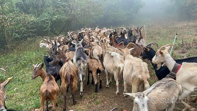 Capre e capretti di razza roccaverano