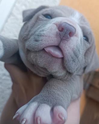 Cucciolo di pitbull