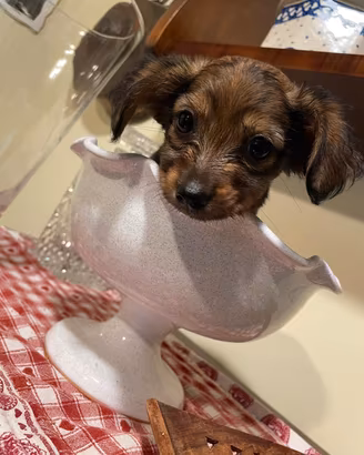 Cucciolo femmina mini due mesi 