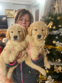 Golden retriever americani