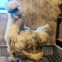 Gallo moroseta silkie bianco fulvo