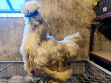 Gallo moroseta silkie bianco fulvo