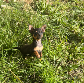 Pincher nano nero focato