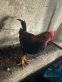 Gallo