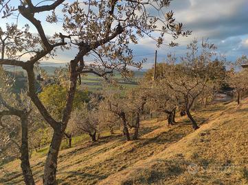 Uliveto in produzione a Bettona (PG)